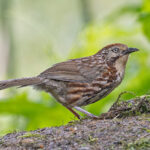 Chinese Babax (image by Pete Morris)