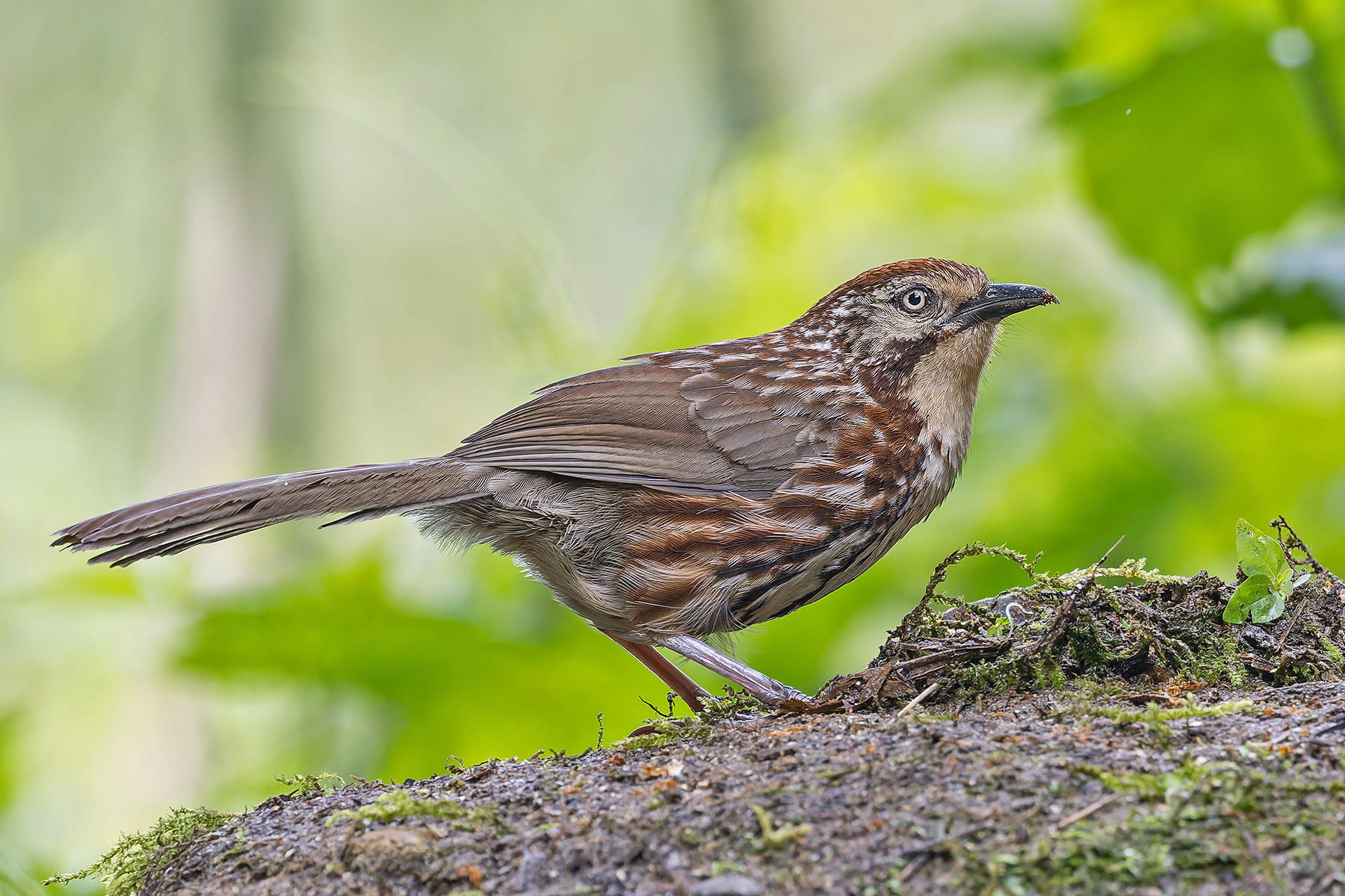 Chinese Babax (image by Pete Morris)