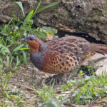 Chinese Bamboo Partridge (image by Pete Morris)