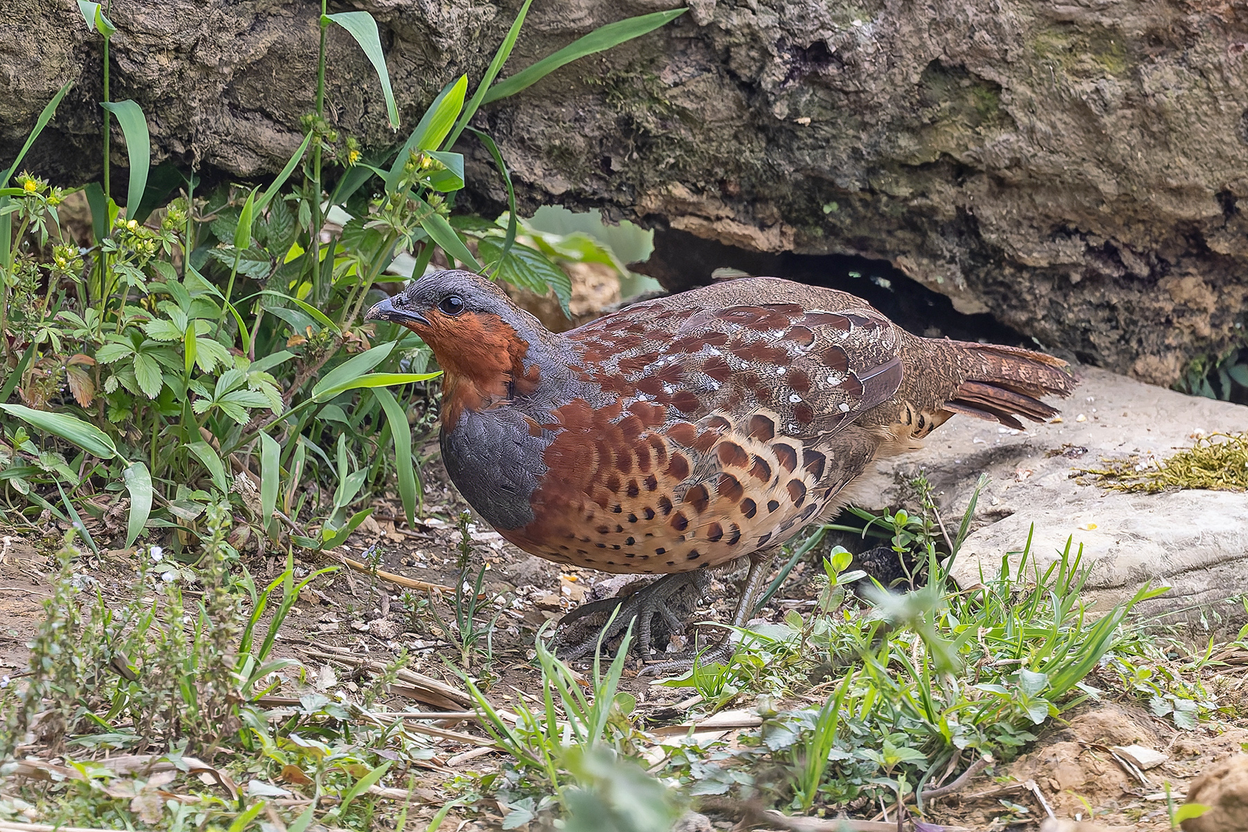 Chinese Bamboo Partridge (image by Pete Morris)