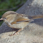 Chinese Fulvetta (image by Pete Morris)