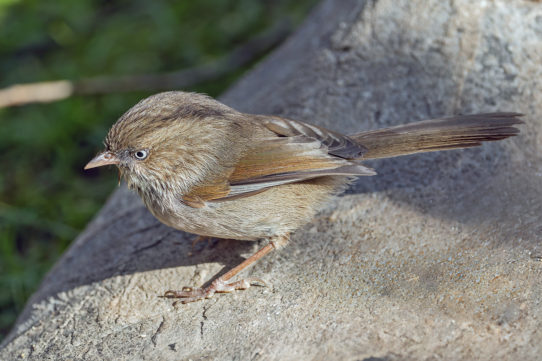 Chinese Fulvetta (image by Pete Morris)