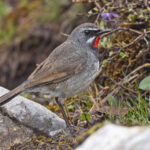 Chinese Rubythroat (image by Pete Morris)
