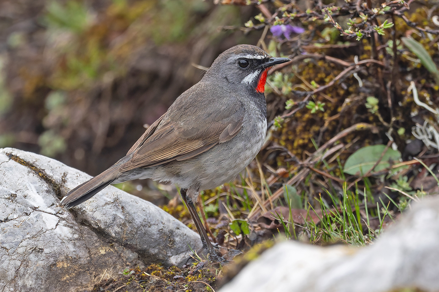 Chinese Rubythroat (image by Pete Morris)