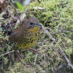 (Chinese) Scaly-breasted Cupwing (image by Pete Morris)