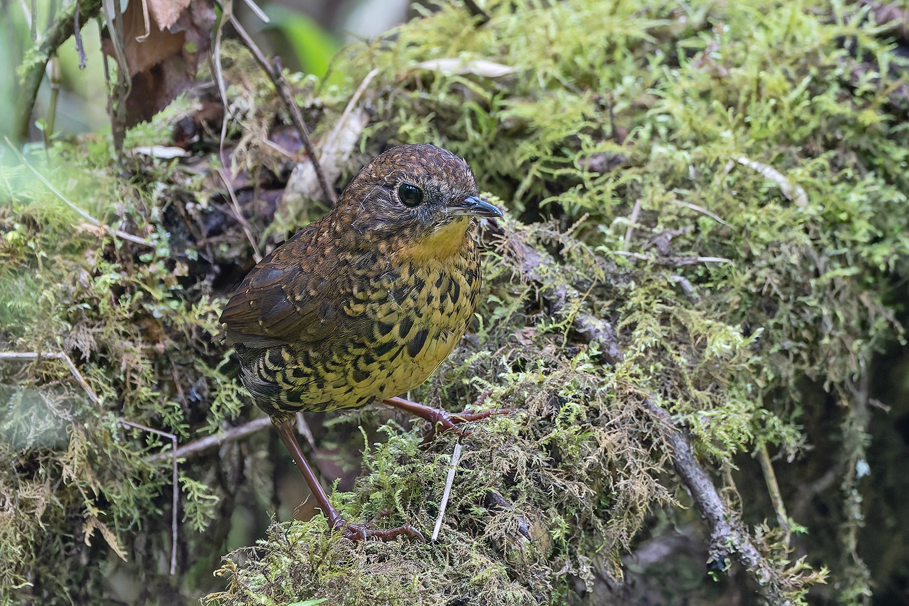 (Chinese) Scaly-breasted Cupwing (image by Pete Morris)