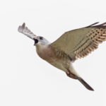 Chinese Sparrowhawk (image by Pete Morris)