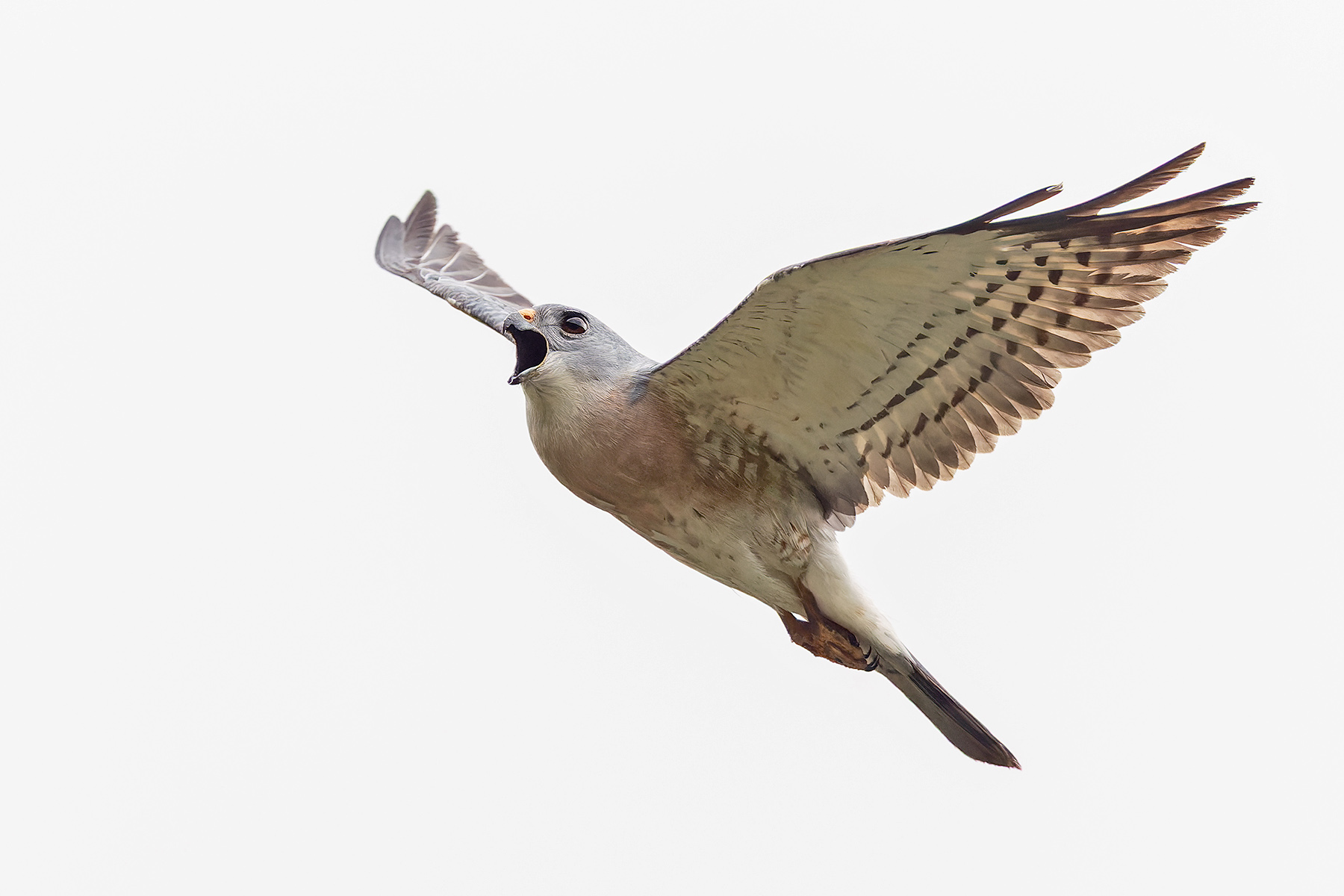 Chinese Sparrowhawk (image by Pete Morris)