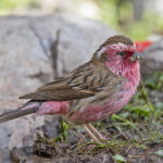 Chinese White-browed Rosefinch (image by Pete Morris)