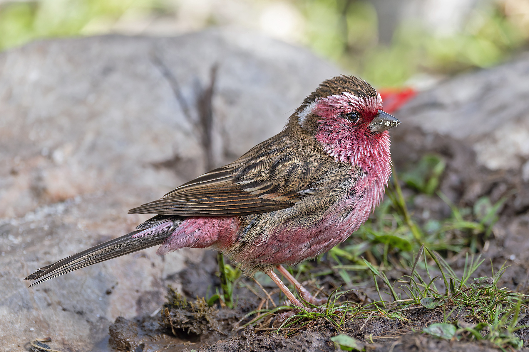 Chinese White-browed Rosefinch (image by Pete Morris)