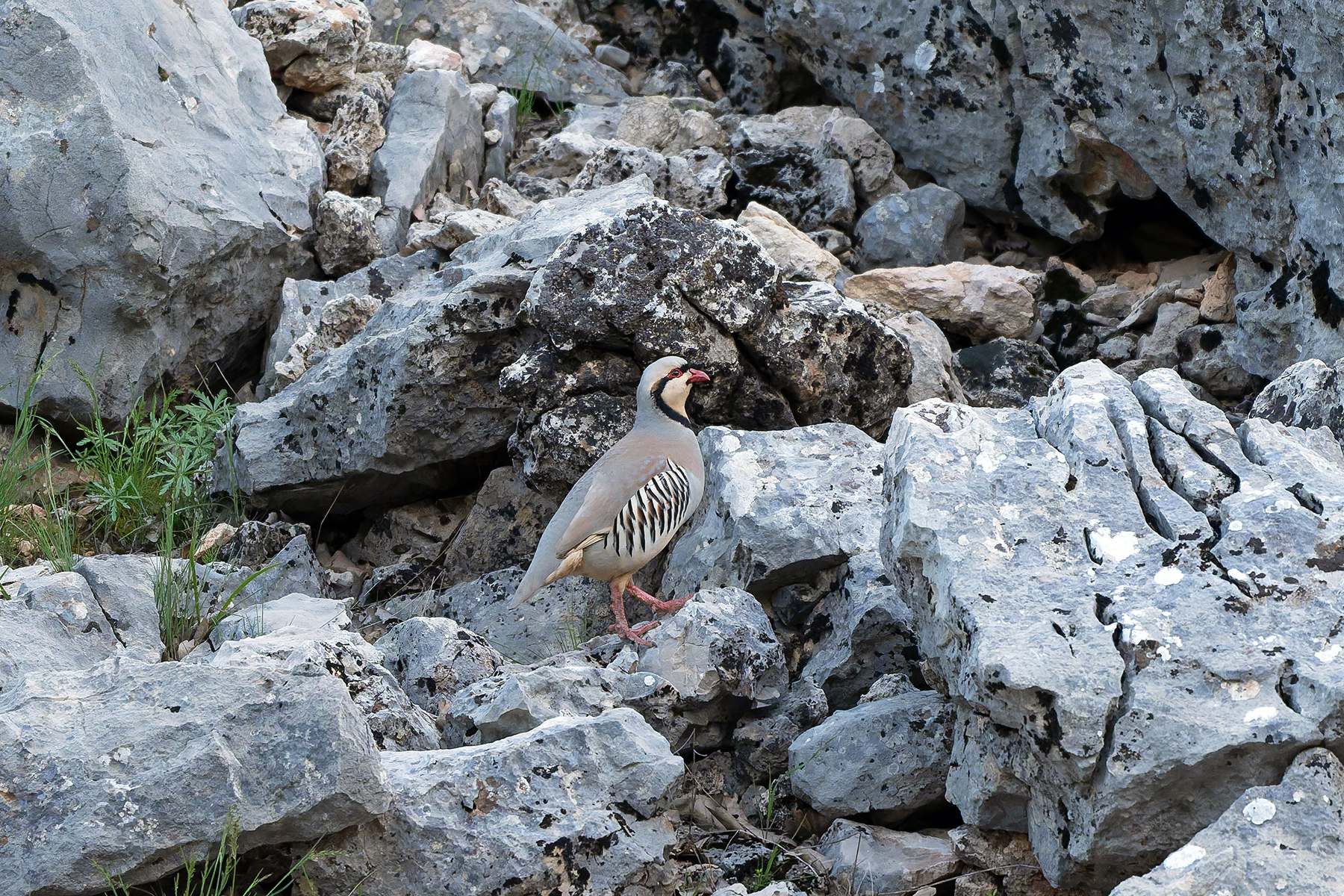 Chukar Partridge (image by Diedert Koppenol)
