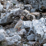 Chukar Partridge (image by Diedert Koppenol)