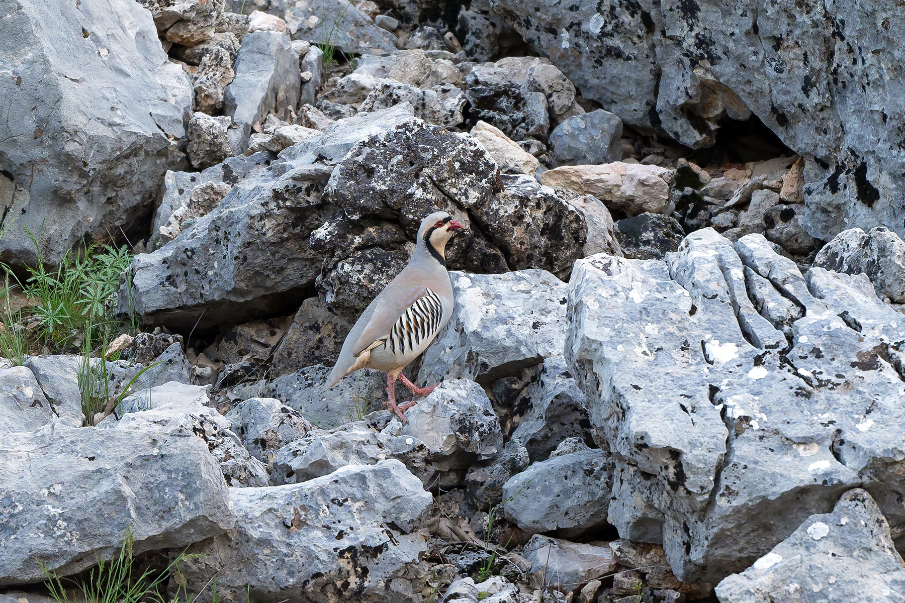 Chukar Partridge (image by Diedert Koppenol)