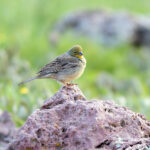 Cinereous Bunting (image by Diedert Koppenol)