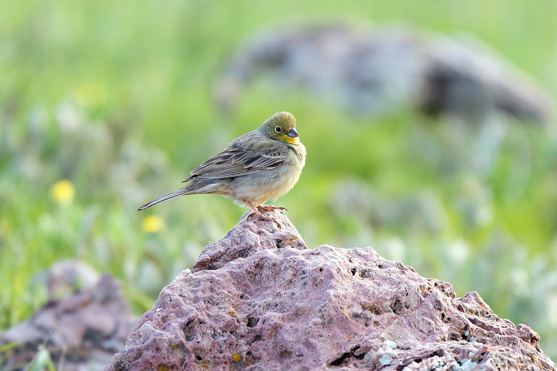 Cinereous Bunting (image by Diedert Koppenol)