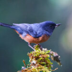 Cinnamon-bellied Flowerpiercer (image by Leo Garrigues)