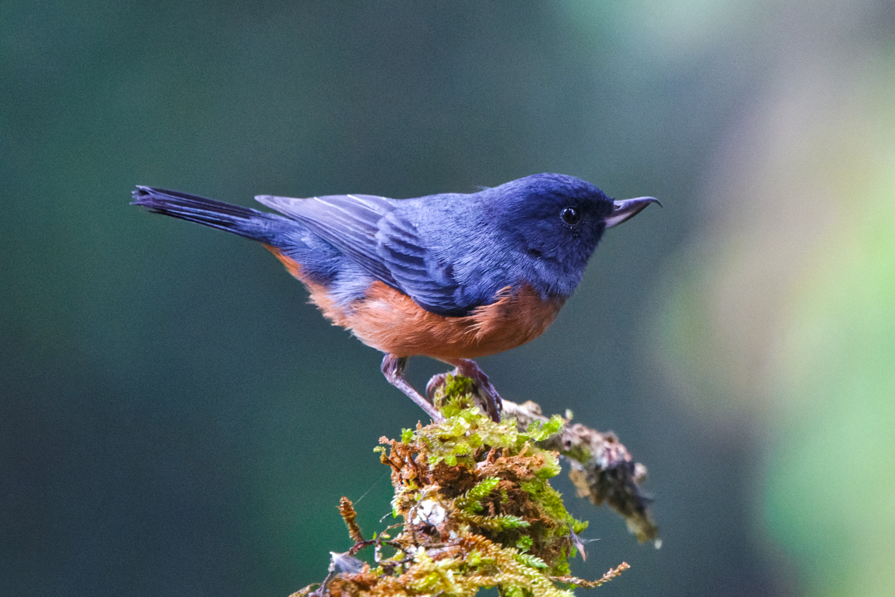 Cinnamon-bellied Flowerpiercer (image by Leo Garrigues)
