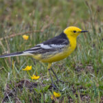 Citrine Wagtail (image by Pete Morris)