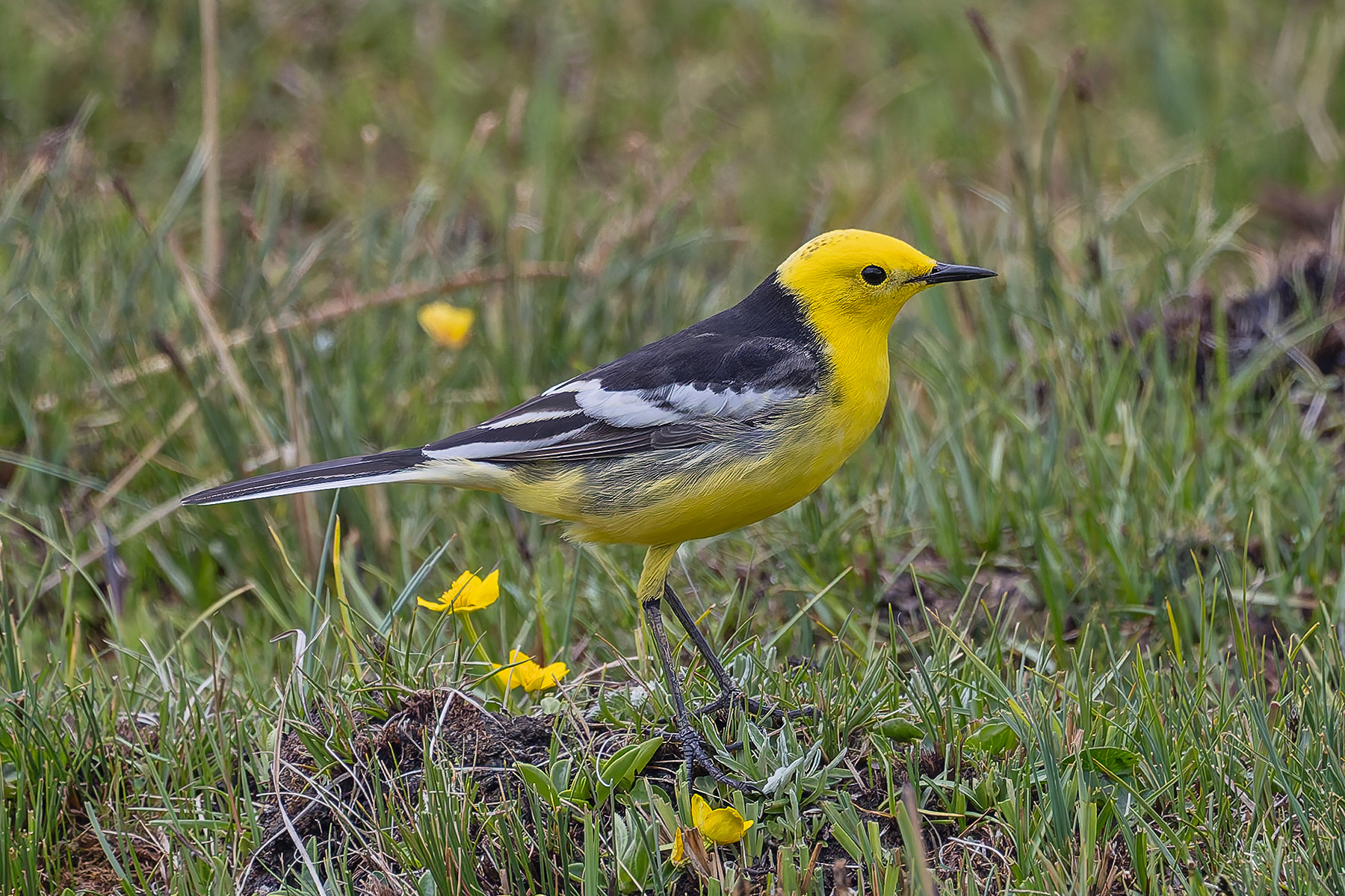 Citrine Wagtail (image by Pete Morris)