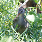 Clapper Rail (image by Leo Garrigues)