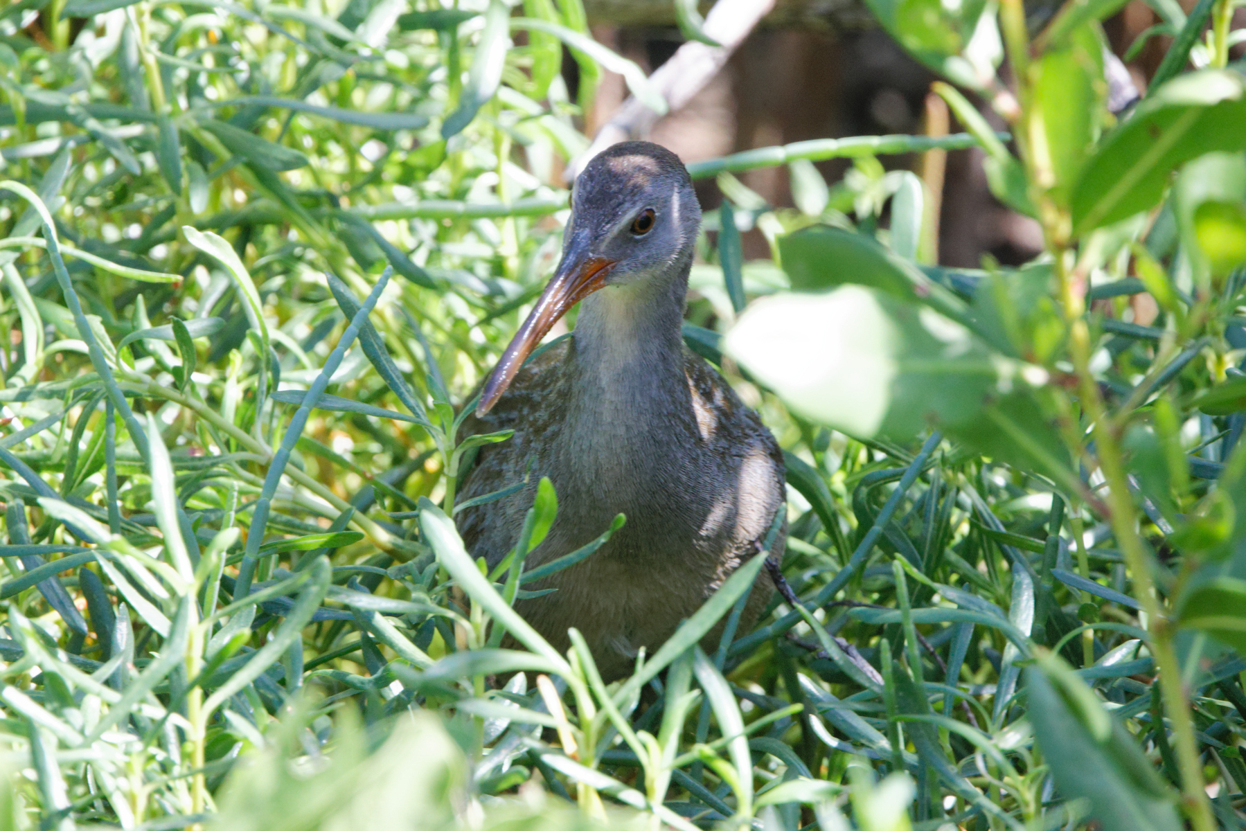 Clapper Rail (image by Leo Garrigues)