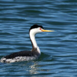 Clark's Grebe (image by Sjoerd Radstaak)