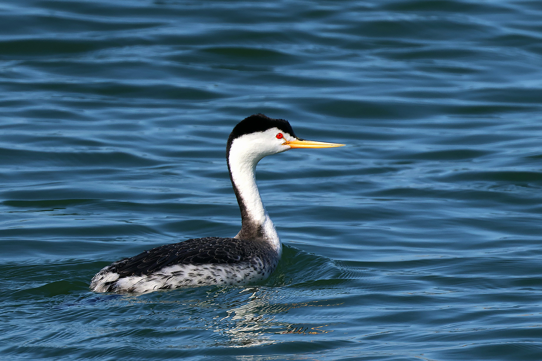 Clark's Grebe (image by Sjoerd Radstaak)