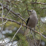 Clark's Nutcracker (image by Mike Watson)