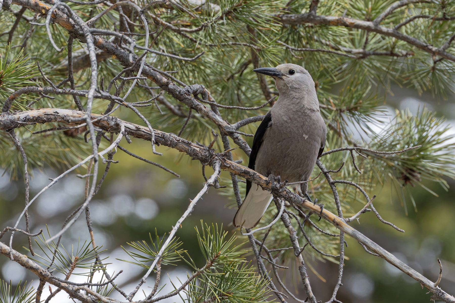 Clark's Nutcracker (image by Mike Watson)