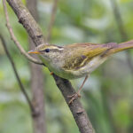 Claudia's Leaf Warbler (image by Pete Morris)