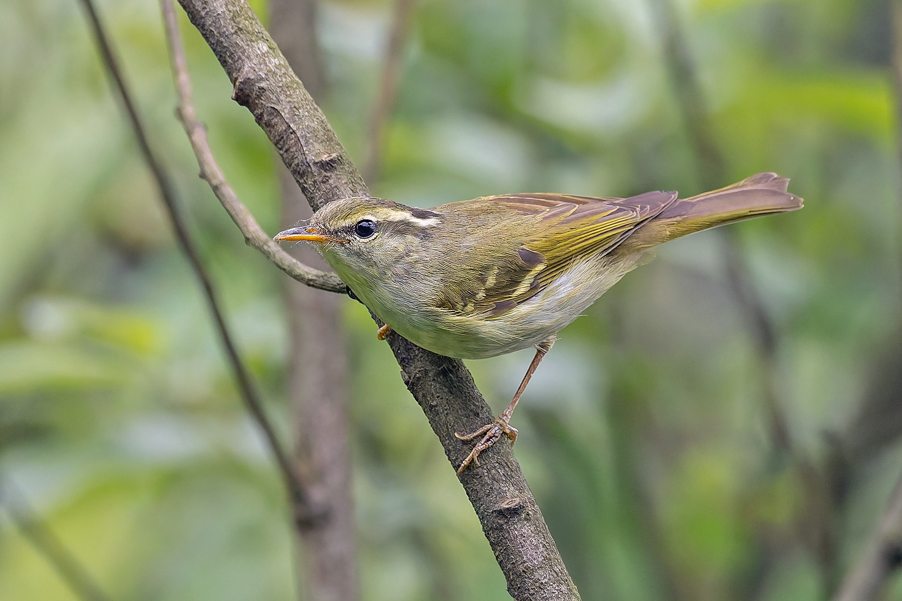 Claudia's Leaf Warbler (image by Pete Morris)