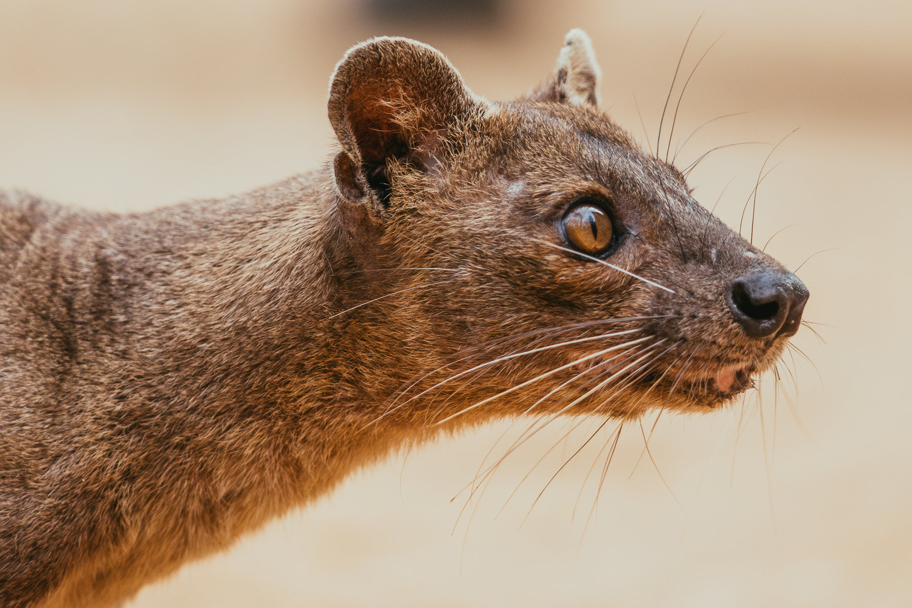 Fossa (image by Gin Wilde)