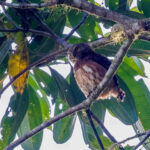 Cloud-forest Pygmy Owl (image by Antonio Cortizo)