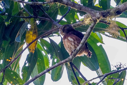Cloud-forest Pygmy Owl (image by Antonio Cortizo)