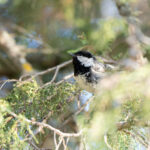 Coal Tit (image by Diedert Koppenol)