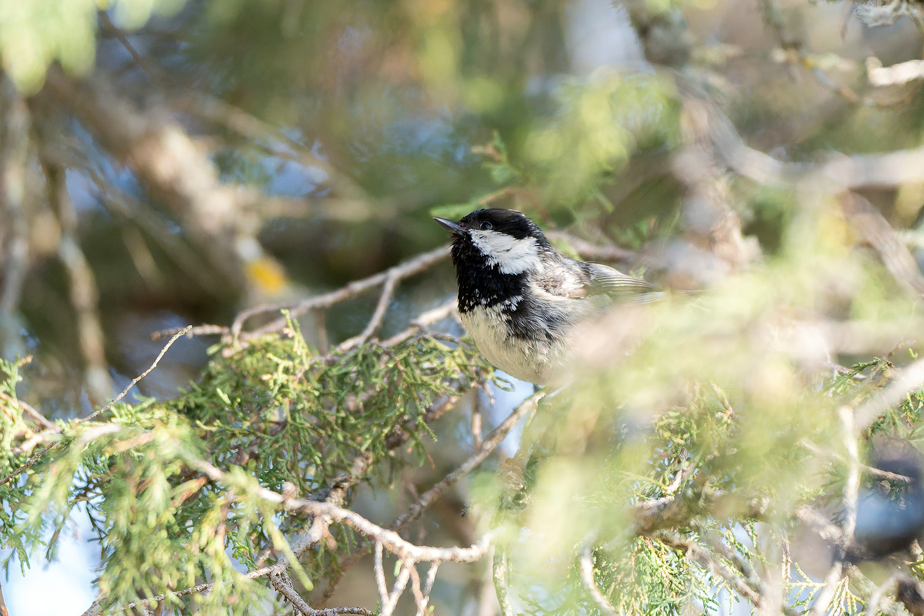 Coal Tit (image by Diedert Koppenol)