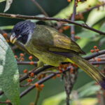 Collared Finchbill (image by Pete Morris)