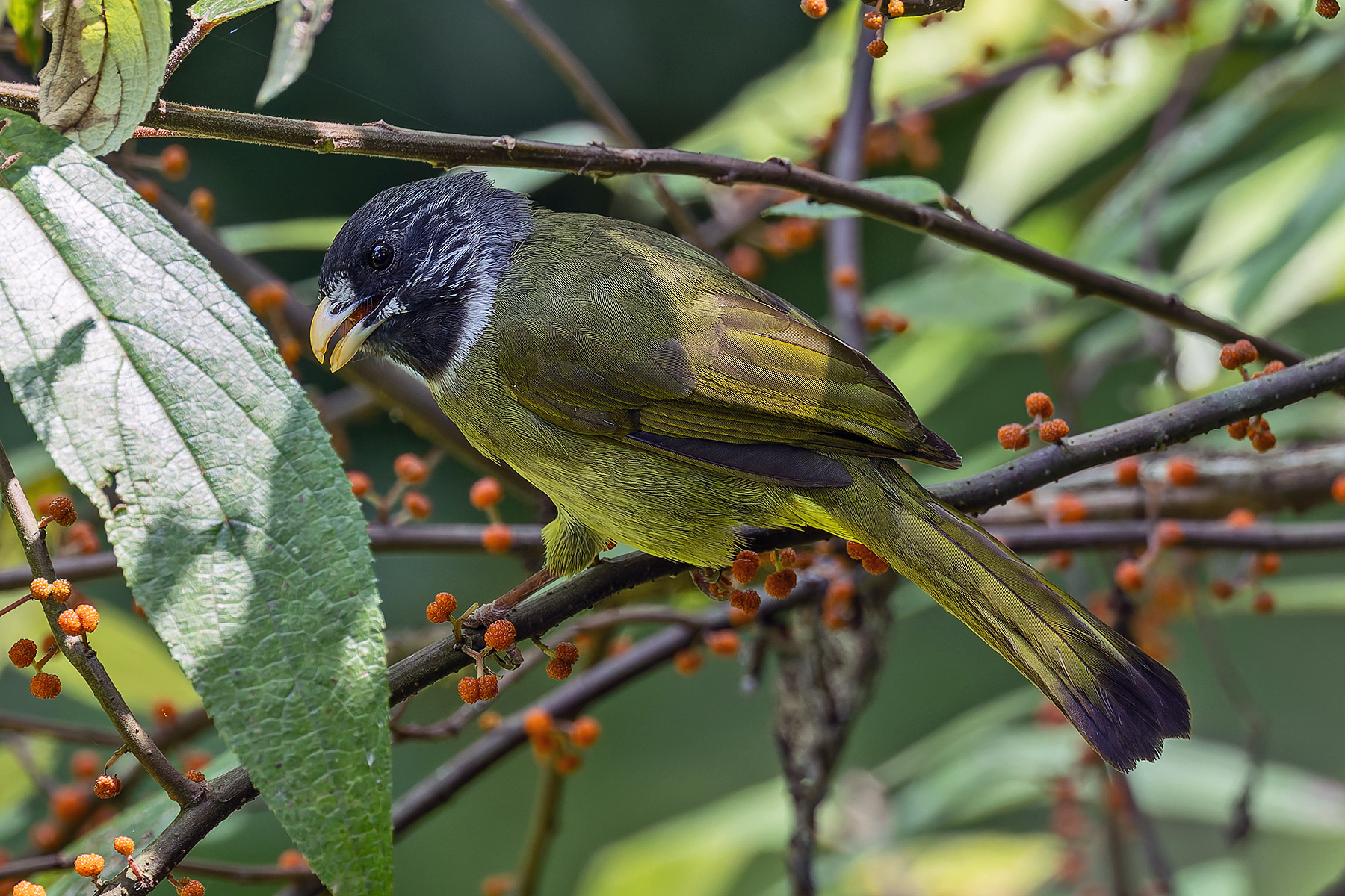 Collared Finchbill (image by Pete Morris)