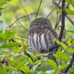 Collared Owlet (image by Pete Morris)
