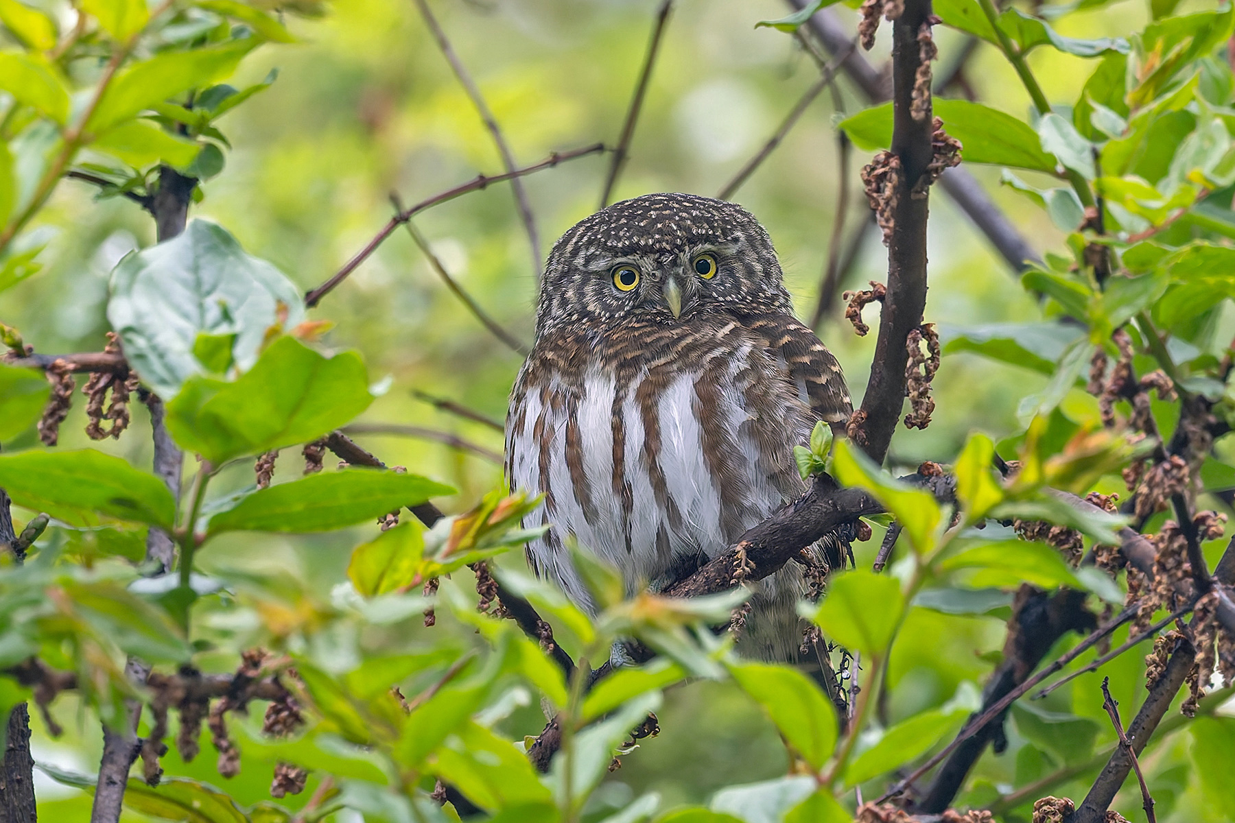 Collared Owlet (image by Pete Morris)