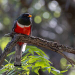 Coppery-tailed Trogon (image by Mike Watson)