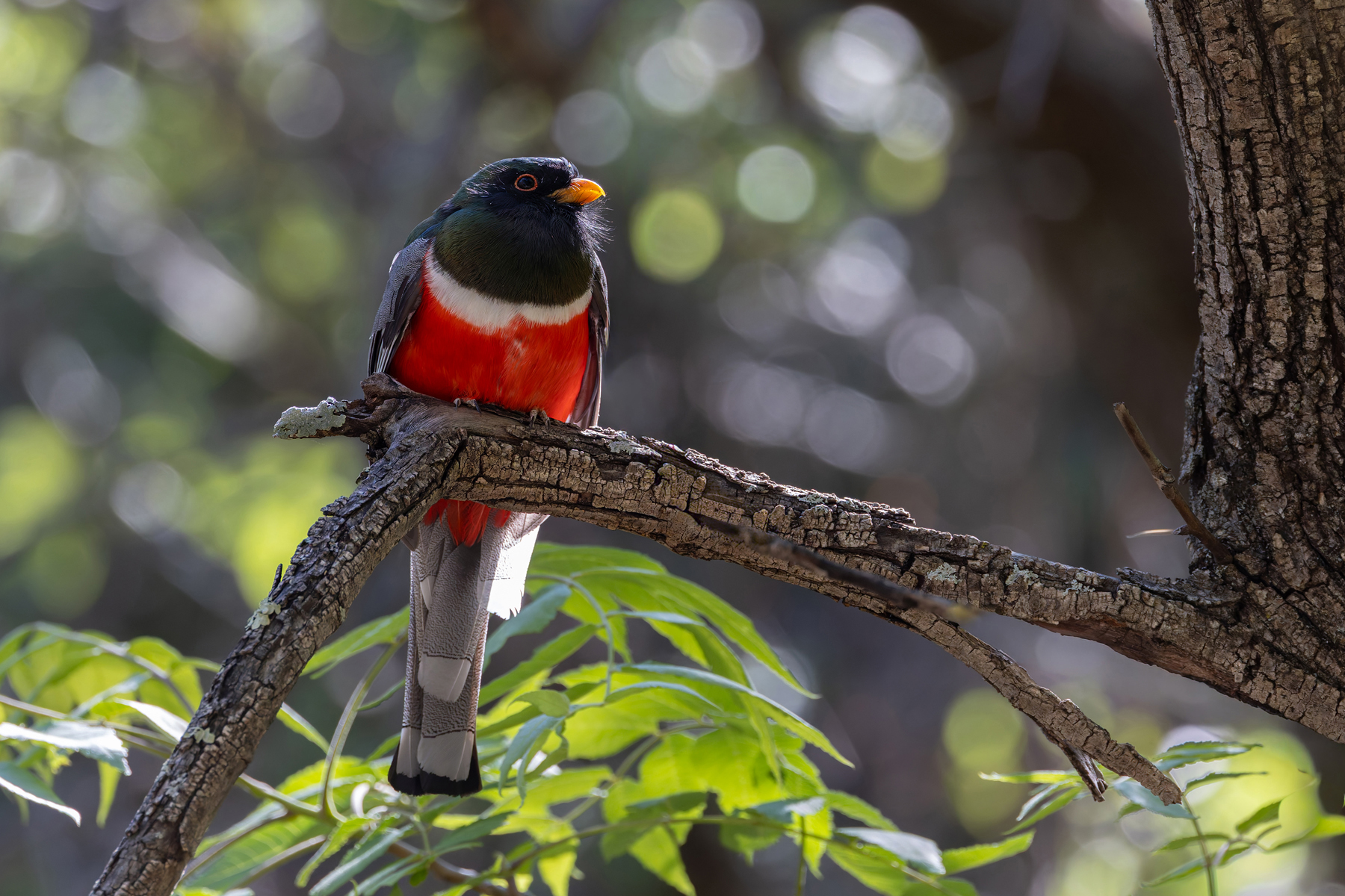 Coppery-tailed Trogon (image by Mike Watson)