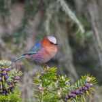 Crested Tit-Warbler (image by Pete Morris)