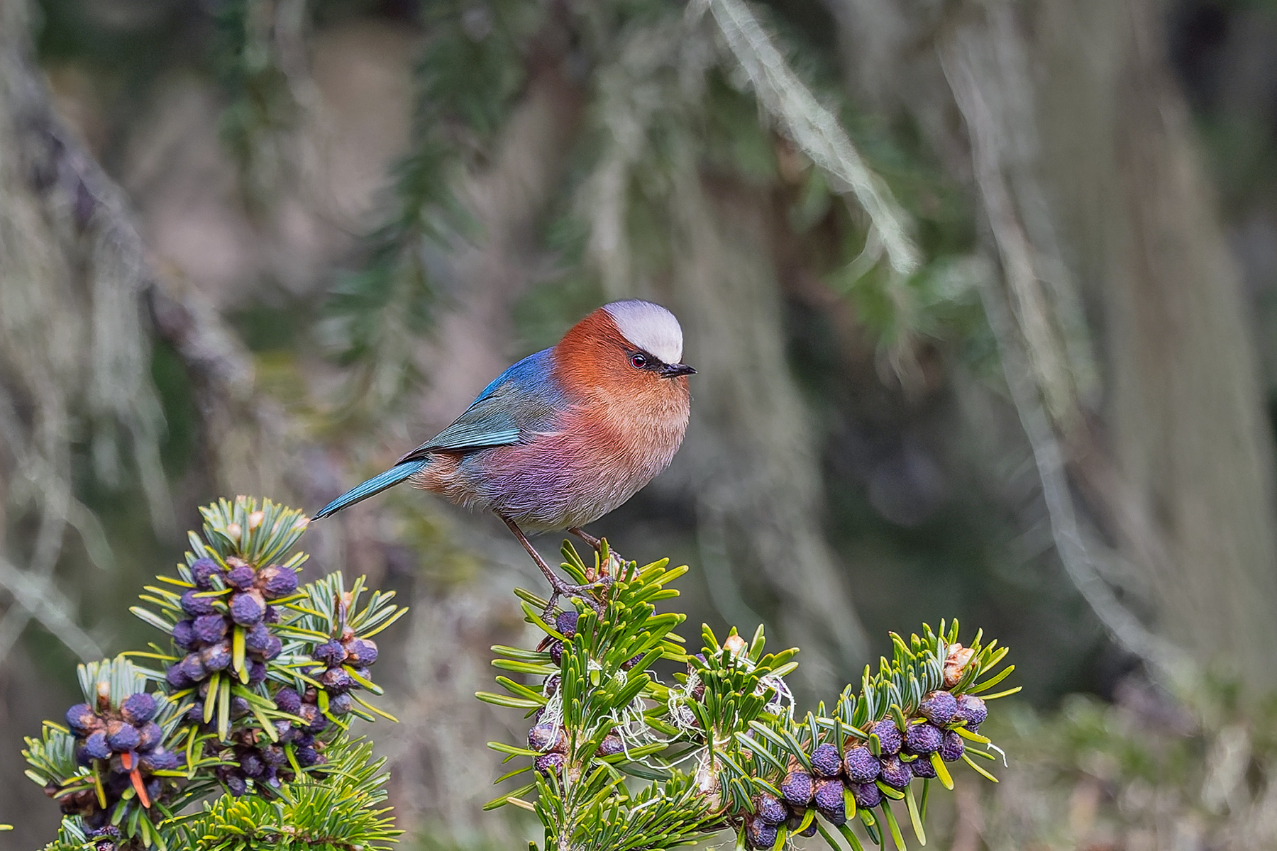 Crested Tit-Warbler (image by Pete Morris)