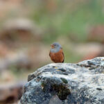Cretzschmar's Bunting (image by Diedert Koppenol)