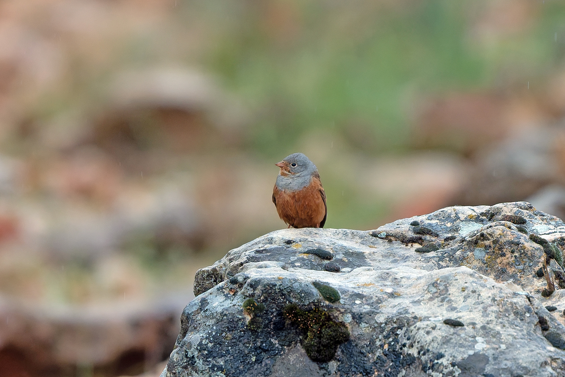 Cretzschmar's Bunting (image by Diedert Koppenol)