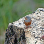 Cretzschmar's Bunting (image by Diedert Koppenol)