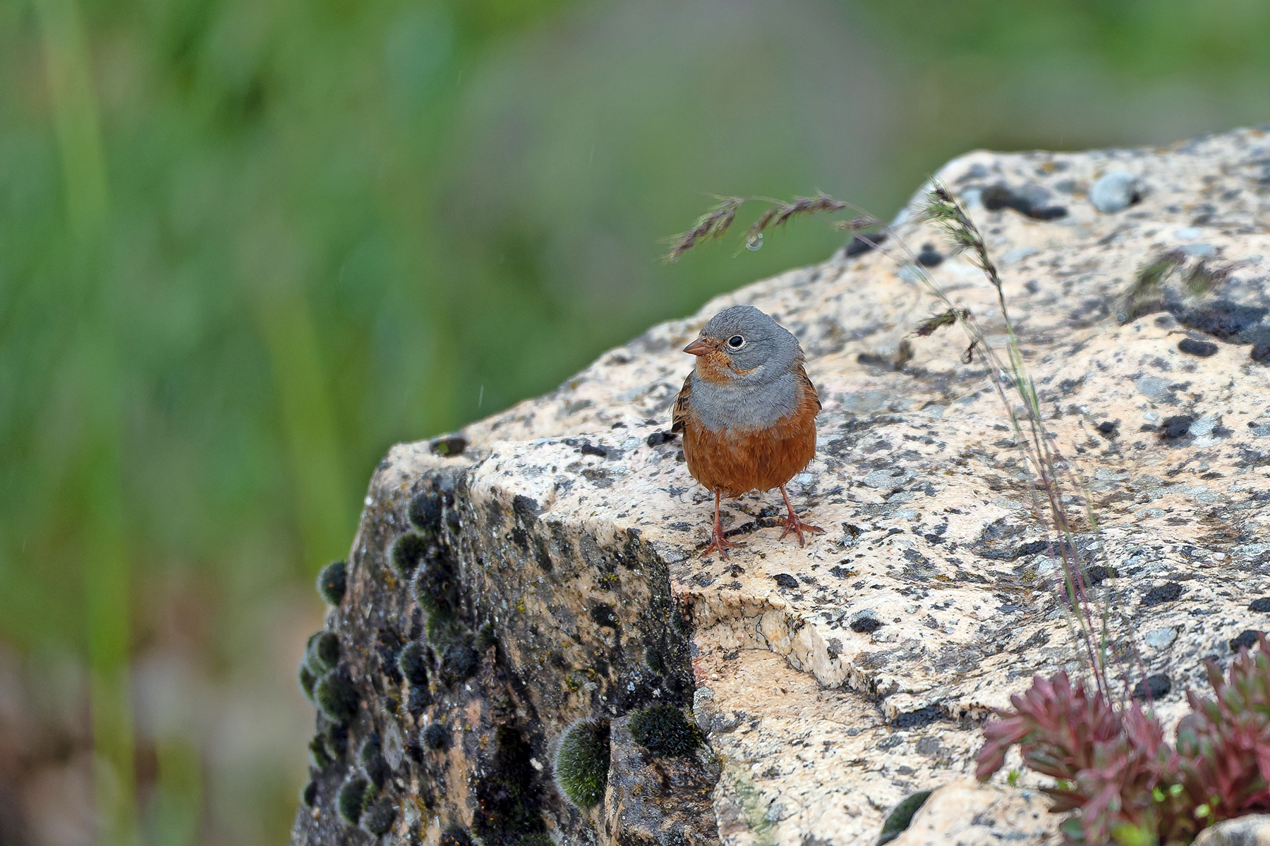 Cretzschmar's Bunting (image by Diedert Koppenol)