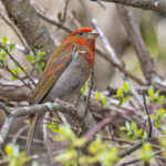 Crimson-browed Finch (image by Pete Morris)