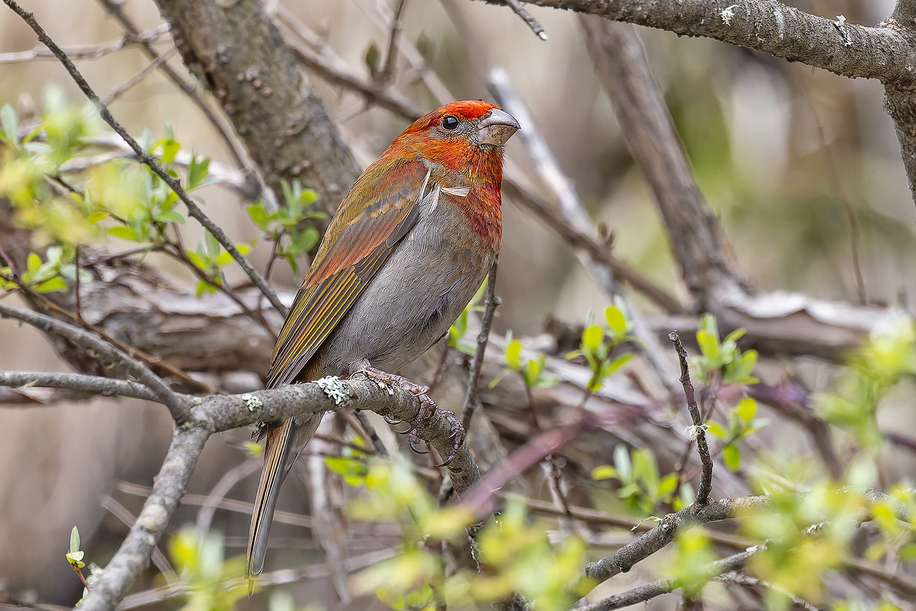 Crimson-browed Finch (image by Pete Morris)